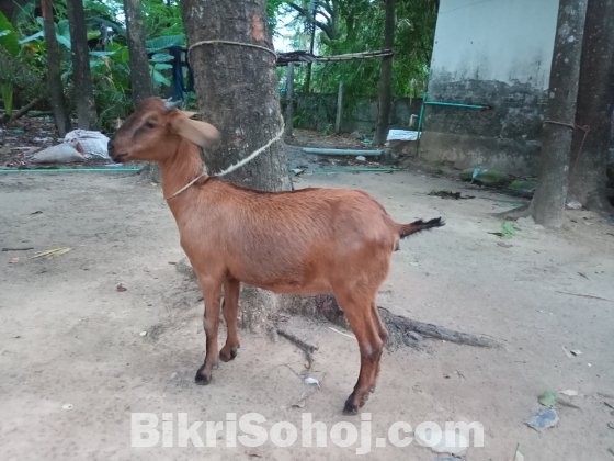 দেশী ছাগী বিক্রি হবে